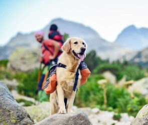 Hiking with Pets – A Bonding Adventure in Nature